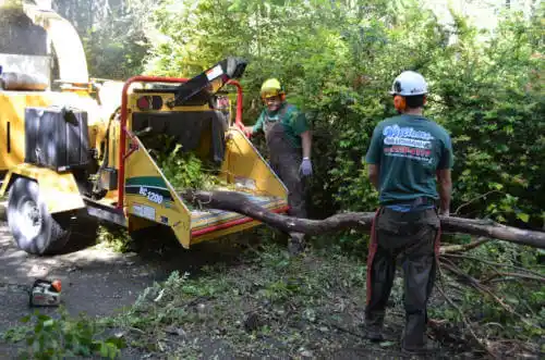 tree services Mescal